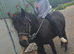 Stunning dartmoor pony