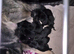 ONLY 1 F1B SHEPKITA SHEPHERD PUPPIES