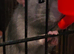 2 friendly rats