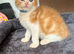 Last gorgeous ginger boy left