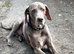Beautiful Weimaraner boy