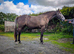 Quality 3 Year Old Connemara x ISH Gelding