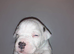 Champion Johnson American Bulldog Puppies due Autumn