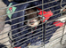 Two Male Ferrets