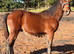 Beautiful Bay Colt