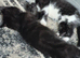 Black and white female kitten