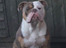 Old English bulldog