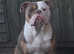 Old English bulldog