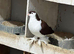 Few Lahori pairs