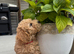 5 STAR - health tested puppies