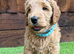 Sunning littler of Australian Double Doodles from Health screened parents