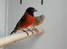 Red Siskin