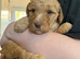 Beautiful Australian Labradoodles