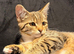 Sweet kittens are looking for a home and a loving family.
