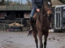 Kevin 16.3/17h gentle giant!