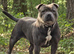 Blue Staffy Female 2 years old KC registered