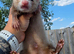 2 hob ferret twins 12 weeks old.