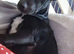 Collie x whippet