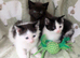British Blue x kittens, flead/wormed/litter trained/socialised/ From £80