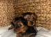 Gorgeous Yorkshire terrier puppies