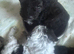 Cockapoo x Shihpoo