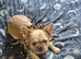 Fluffy French Bulldog - 3 years old