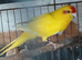 Kakariki hen kakariki hen