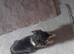 Chihuahua for sale
