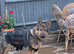Beautiful 22 months old German Shepherd female