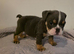 Absolutely adorable English bulldog baby's for sale