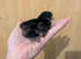 4 unsexed pekin chicks
