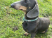 Blue boy Available for STUD