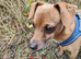 **Reduced*"Miniature dachshund mixed with Patterdale