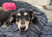 Last Wonderful KC Registered Miniature Longhaired Dachshund Puppy
