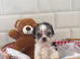 Absolutely stunning Yorkie poo puppies