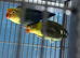 Lovebirds pairs Glasgow