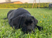 Stunning black Labrador pups for sale