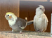 Young, adult pairs of mutation cockatiels