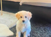 Teddy toy poodle