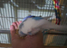Male and female budgie