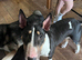 3 year old female bull terrier