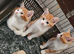 Kittens for sale