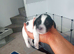 Cavalier King Charles x Cockapoo