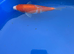 Kohaku koi 5-6 inch
