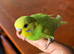 Adorable baby budgies just out the box!!