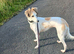 Lurcher bitch