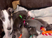 Blue kc whippet puppies