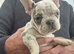 Beautiful French bulldog puppies