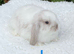 Pure bred mini lop baby rabbit.