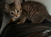 Three female kittens one black brindle and to tabby’s